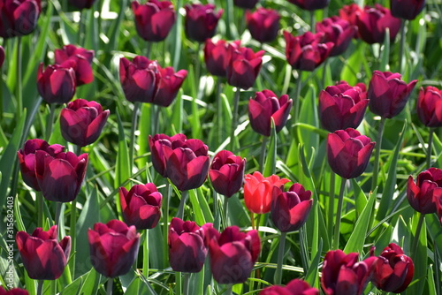 Dark Purple Tulipa gesneria blooming in Keukenhof gardens