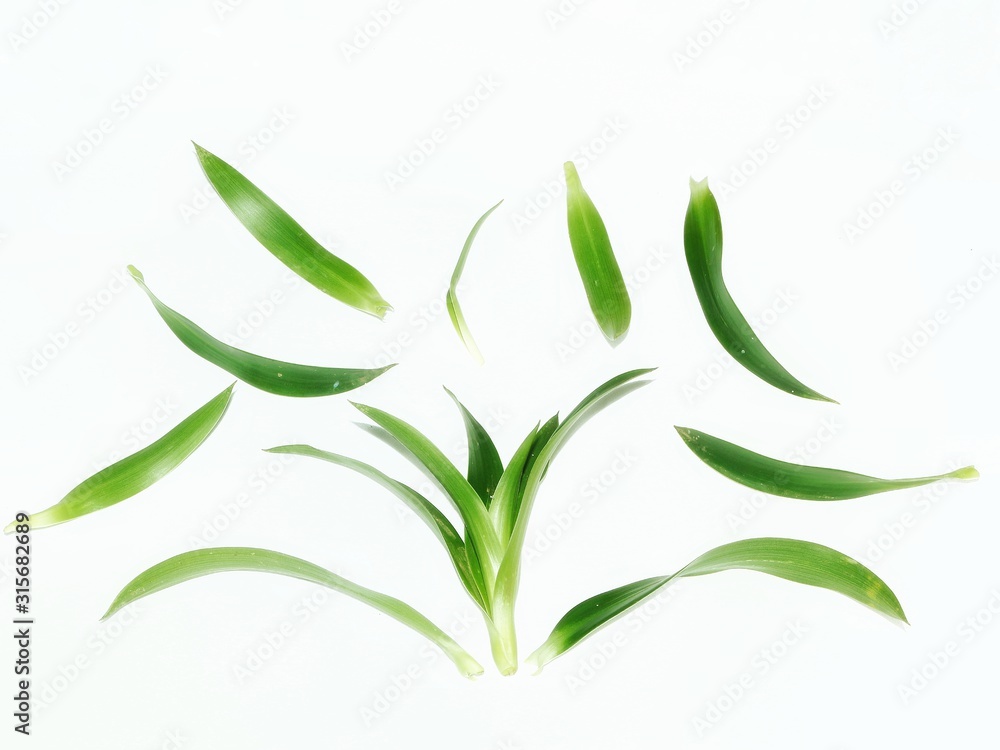 Fototapeta premium green leaves and leaves