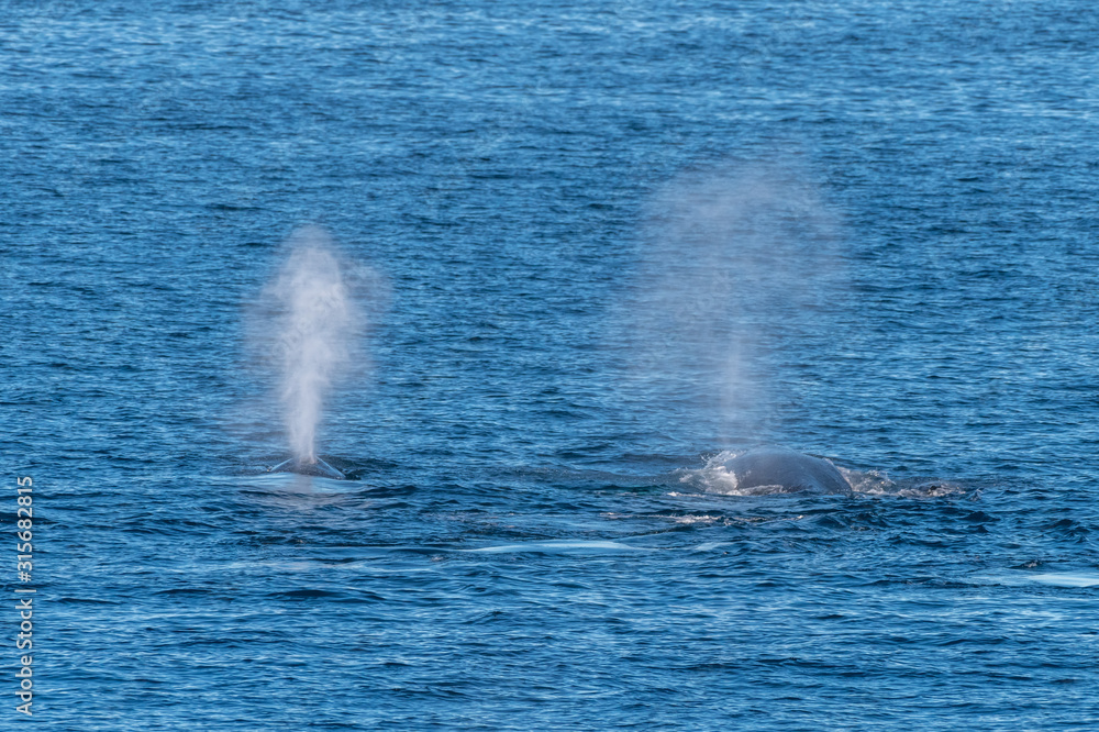Two Humpback Whales (Megaptera novaeangliae) spout off the coast of Baja Two Humpback Whales (Megaptera novaeangliae) spout off the coast of Baja