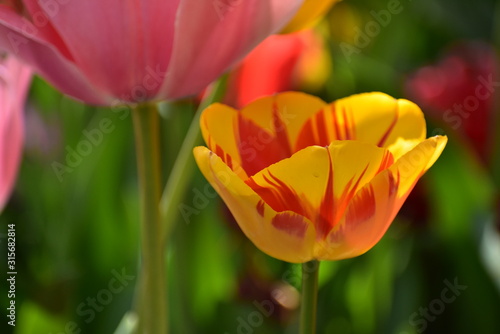 Two yellow and pink Tulipa gesneria blooming in Keukenhof gardens