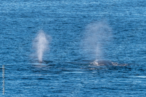 Two Humpback Whales (Megaptera novaeangliae) spout off the coast of Baja