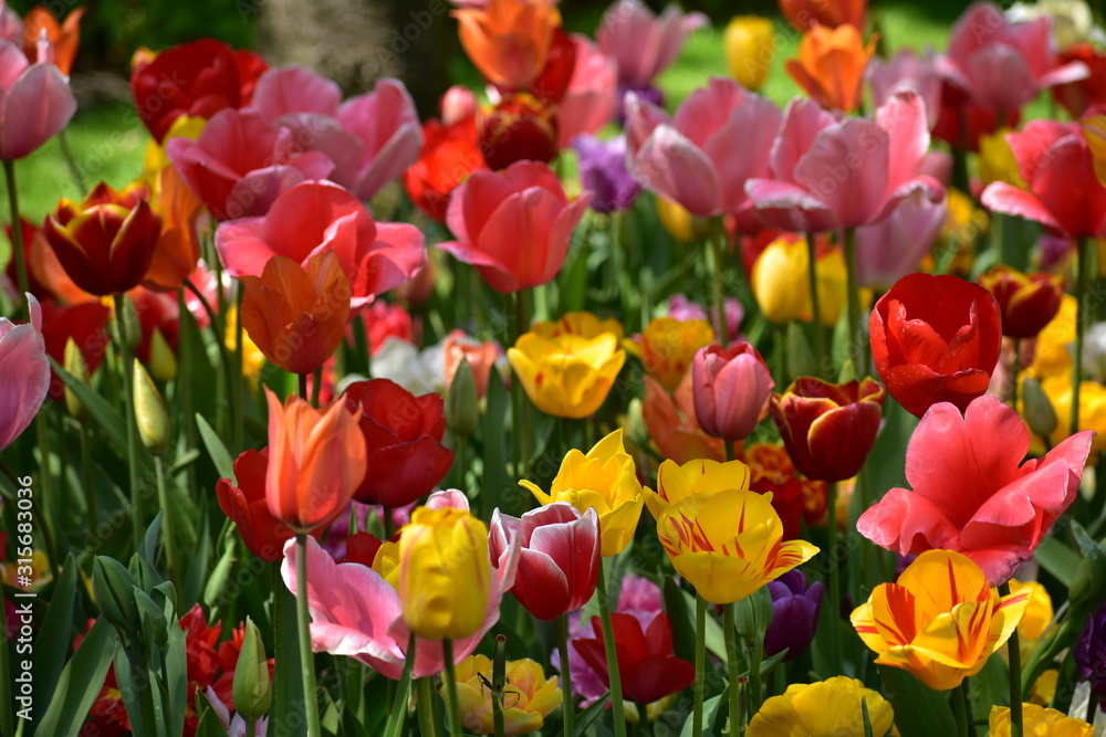 Variety of Tulipa gesneria blooming in Keukenhof gardens Variety of Tulipa gesneria blooming in Keukenhof gardens