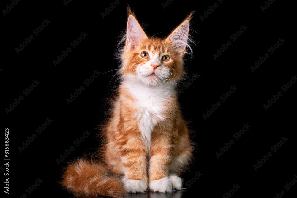 Adorable cute maine coon kitten on black background in studio, isolated.