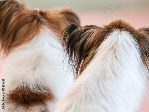 close up of couple of puppies, back view