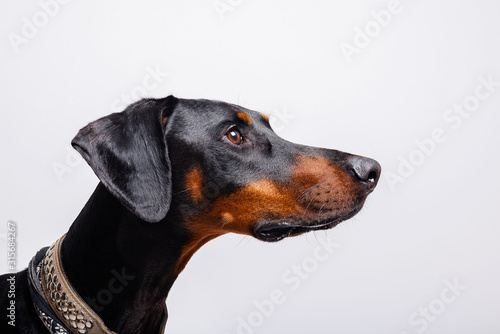 A Doberman