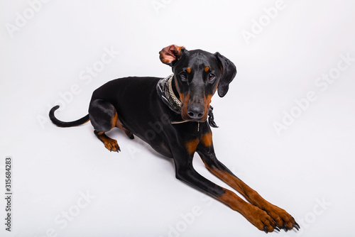 A Doberman 2