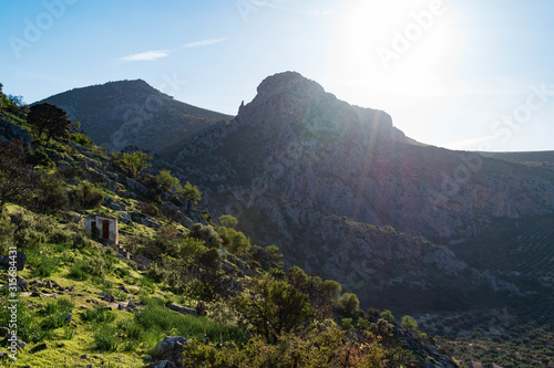 Wallpaper Mural Sunset Olive field Torontodigital.ca