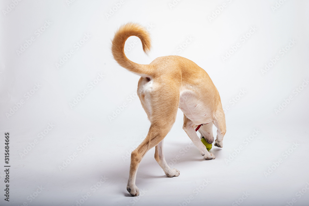 Obraz premium Dogs tail