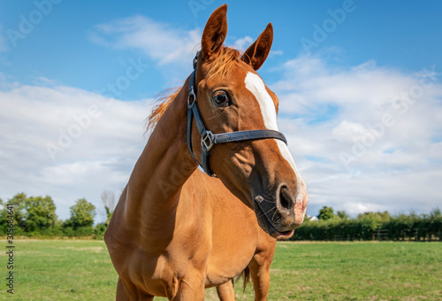 A horse standing in a field on a sunny day