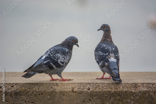 Two Gray Pigeons on Stone Wall