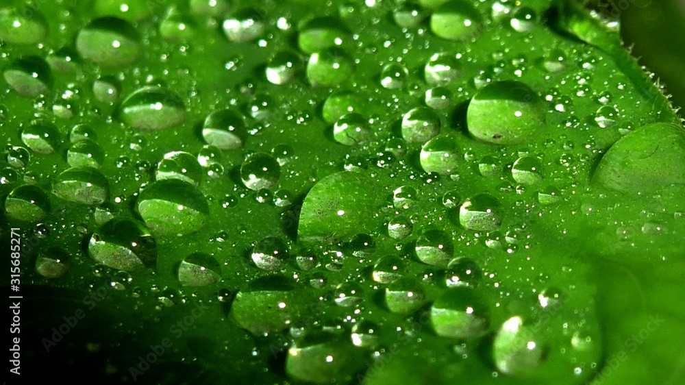 water drops on green leaf water drops on green leaf