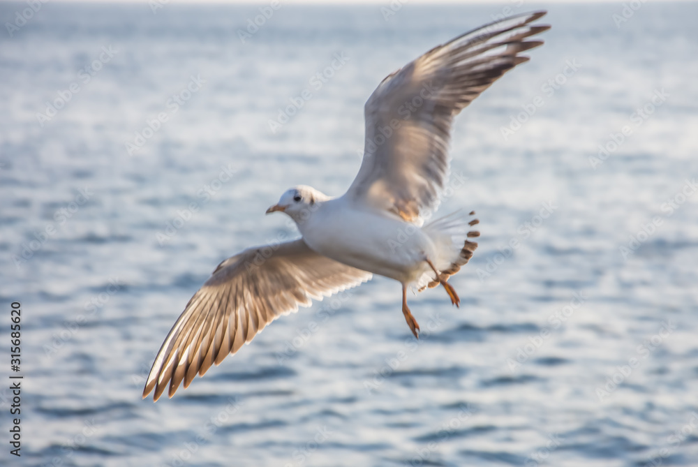 Flying seagulls over the sea look like angels. Flying seagulls over the sea look like angels.
