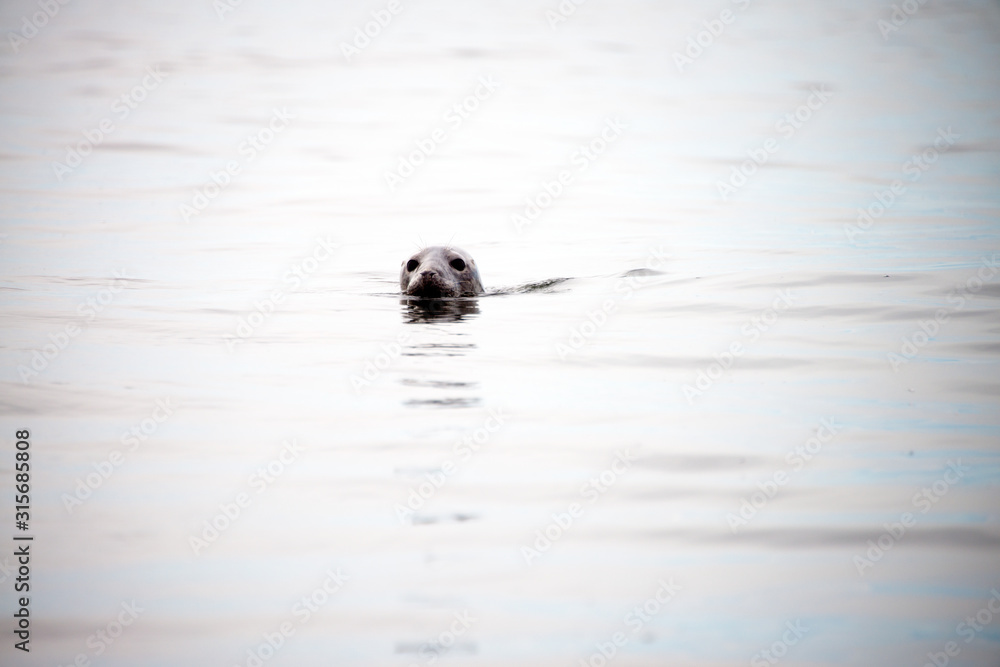 Sea lion or Harbor seal-Phoca vitulina-on the scandinavian cold sea. Harbour seals population thriving the Sea. common seal - pinniped walruses, eared seals, and true seals along arctic coastline Sea lion or Harbor seal-Phoca vitulina-on the scandinavian cold sea. Harbour seals population thriving the Sea. common seal - pinniped walruses, eared seals, and true seals along arctic coastline