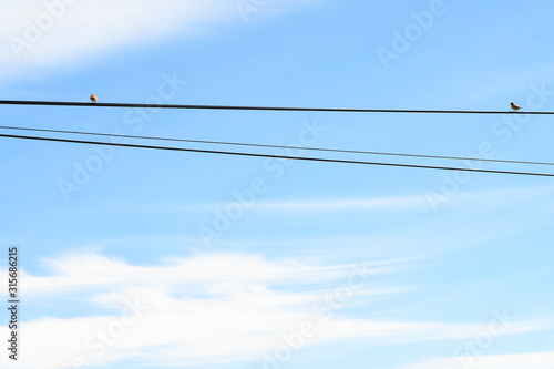 2 Birds sitting on a wire on sunny day