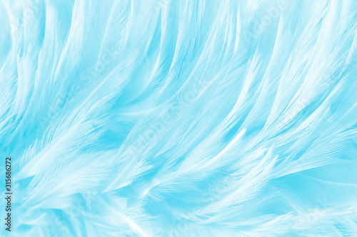 Blue feathers vintage background, smooth white feather background