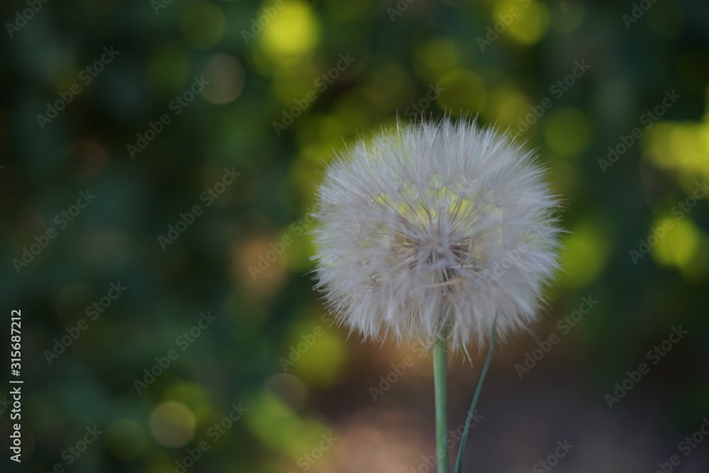 Big white fluffy dandelion grow in the summer garden. Big white fluffy dandelion grow in the summer garden.