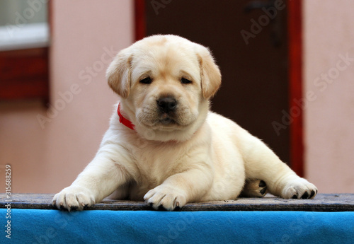 a sweet labrador puppy on a blue background © yarvet
