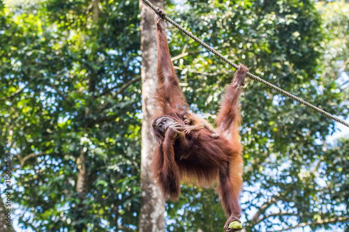 Kinabatangan river, Sabah, Malaysia- January 2019: Orangutan mother and baby (Pongo pygmaeus), species threatened with extinction due to oil palm. photo