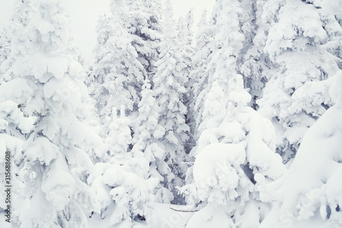 Beautiful winter  snow covered spruce trees © Annatamila