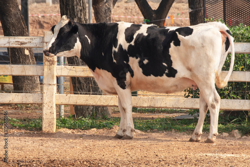  Black and white cow picture in Farm.