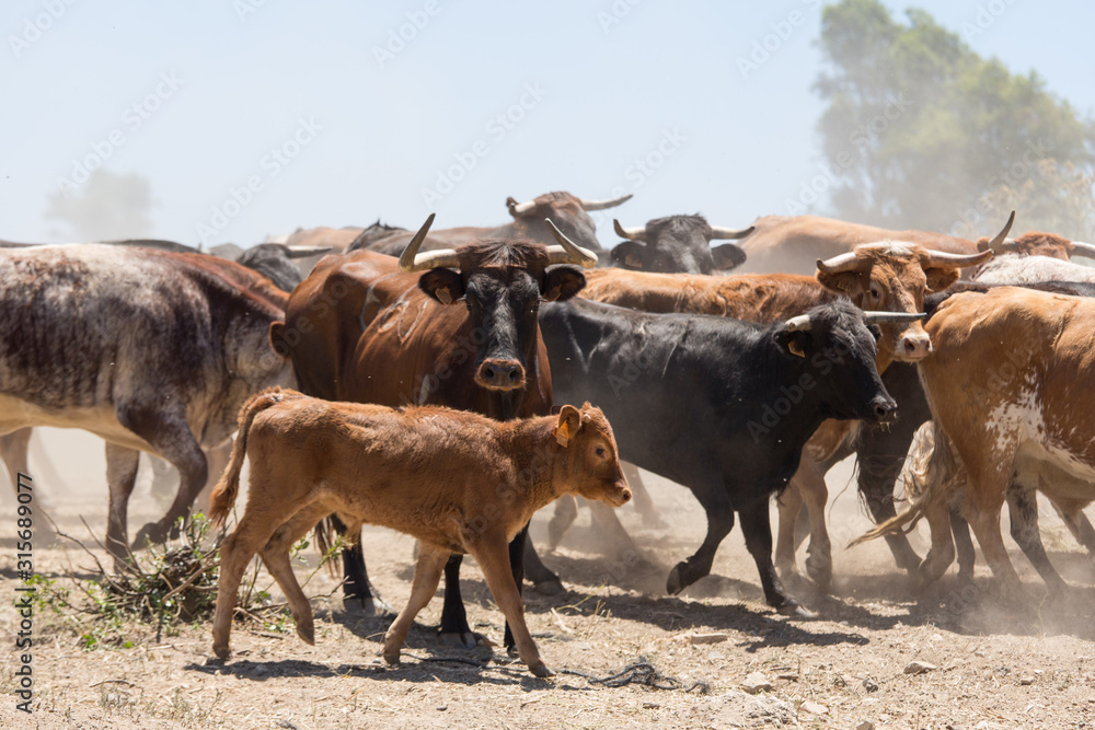 Rinder Kuh Herde Spanien Andalusien Rinder Kuh Herde Spanien Andalusien