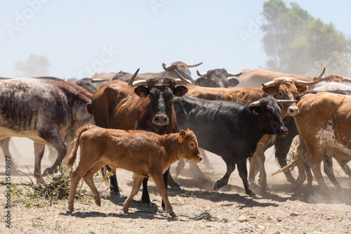 Rinder Kuh Herde Spanien Andalusien