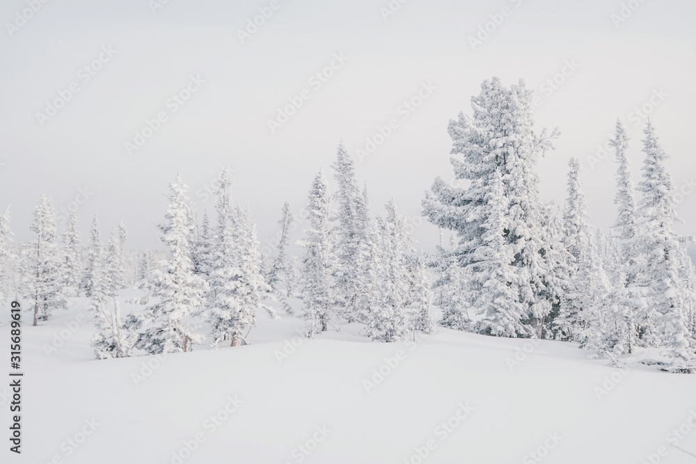 Beautiful winter landscape with snow-covered trees