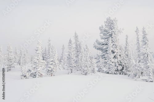 Beautiful winter landscape with snow-covered trees © Annatamila