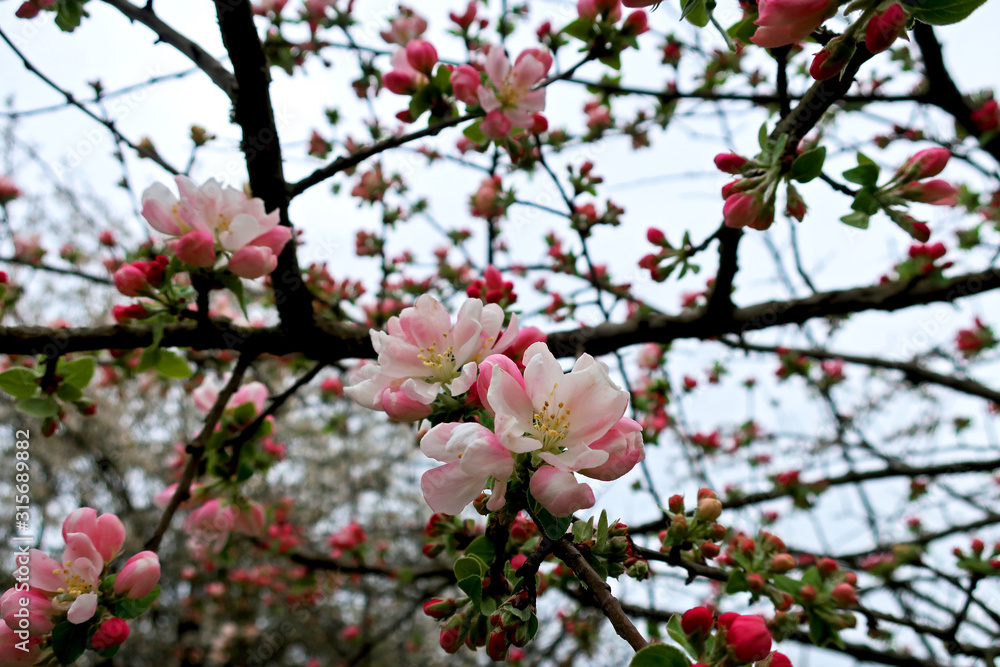 blooming apple tree in spring blooming apple tree in spring