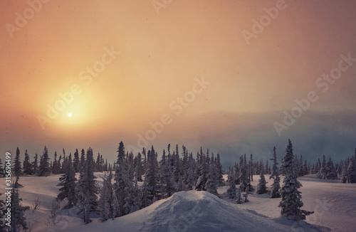 Beautiful winter Christmas trees forest with mountain landscape on sunset