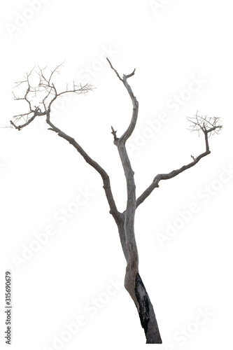 Fototapeta Naklejka Na Ścianę i Meble -  Dead tree isolated on white background