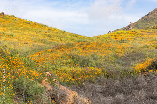 Scenic spring landscape of bright orange vibrant vivid golden California poppies, seasonal native plant set against clouds and sky