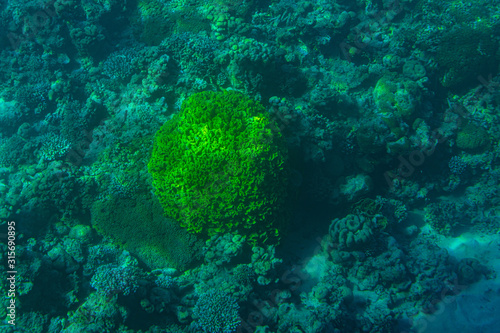 Red Sea Corals