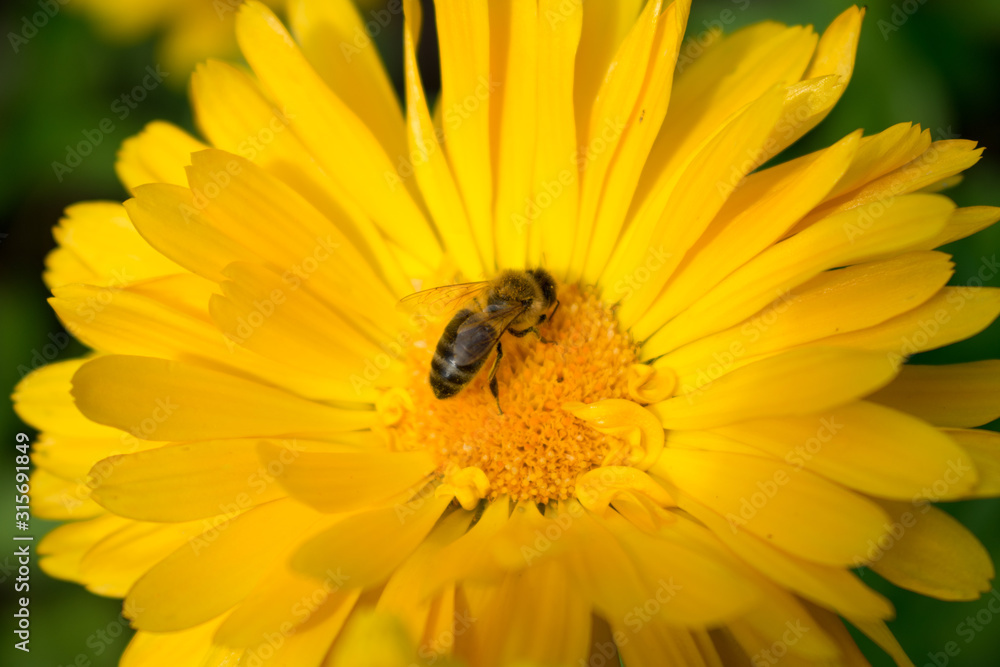 bee on a yellow flower
