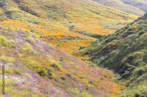 Bright orange vibrant vivid golden California poppies, seasonal spring native plants wildflowers in bloom © Mary