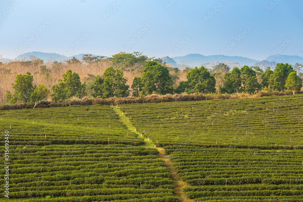 Landscape view of tea plantation with blue sky in morning.