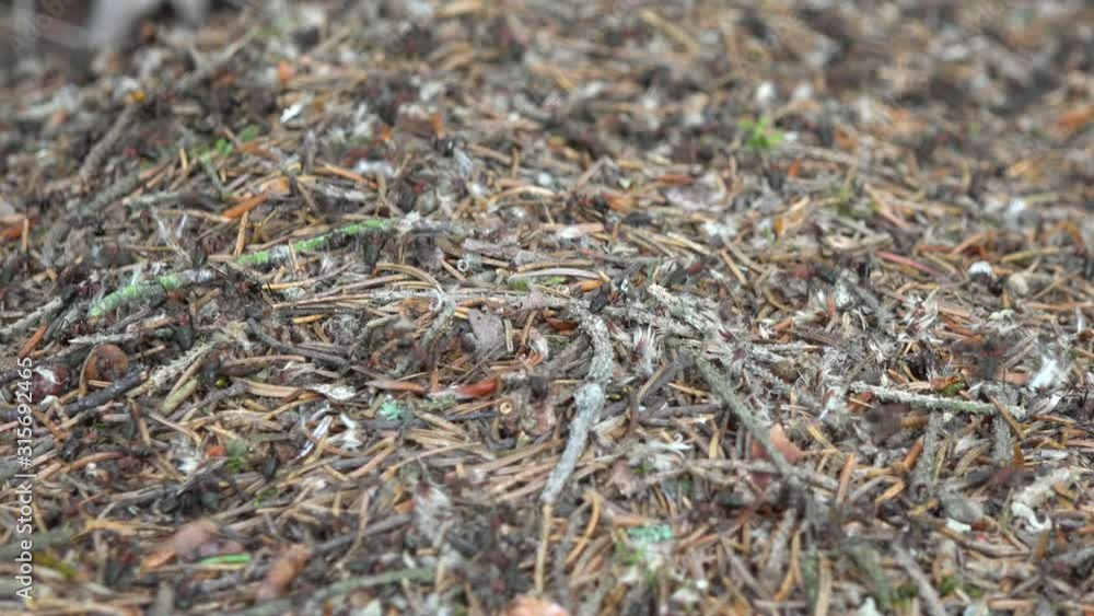 A close up view of ants that run around on the ground in a forest, covered with needles and small branches. A close up view of ants that run around on the ground in a forest, covered with needles and small branches.