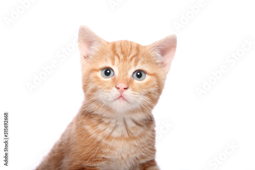 Beautiful little orange kitten