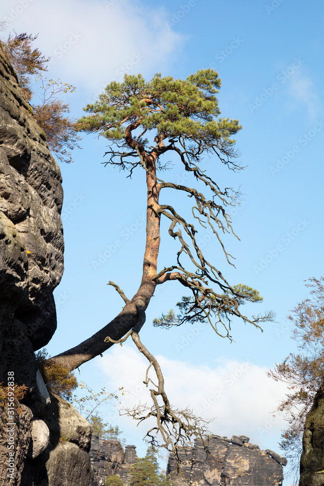 Germany, Saxony, Pine tree growing against sky in Saxon Switzerland National Park Germany, Saxony, Pine tree growing against sky in Saxon Switzerland National Park