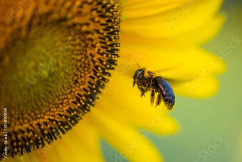 Sunflower and blur bumble bee on natural background. Sunflower blooming in garden