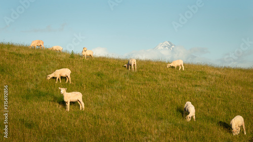 Newly sheared sheep grazing on the green hills with Mt Taranaki in the distance photo