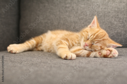Beautiful orange kitten © Djomas