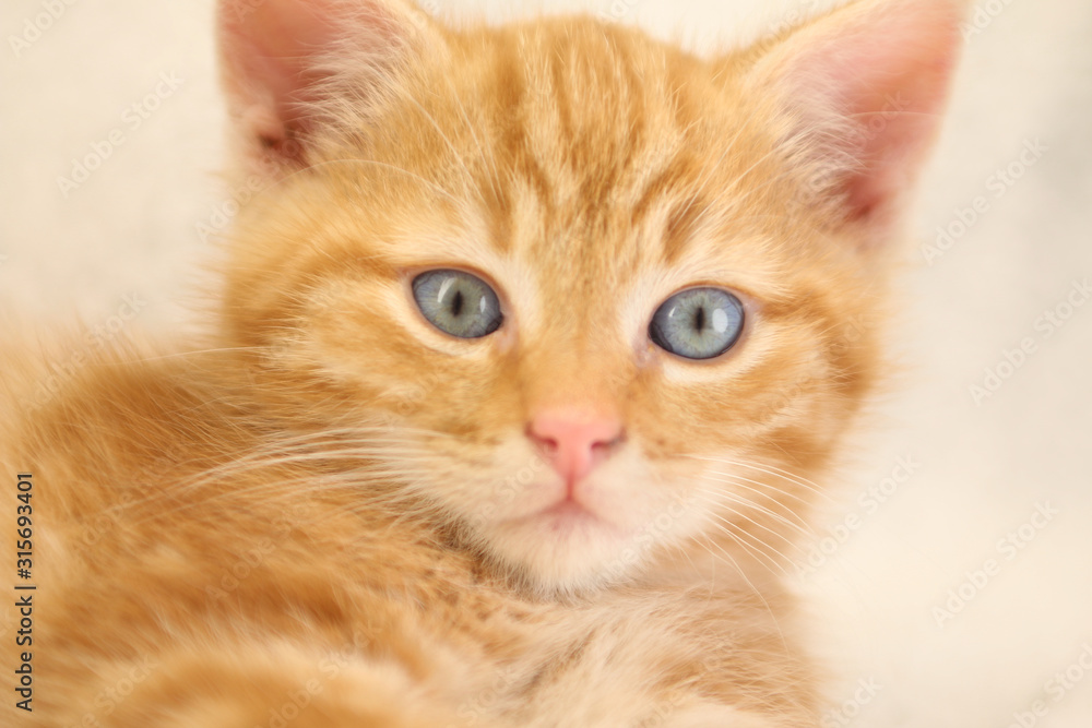 Beautiful little orange kitten Beautiful little orange kitten