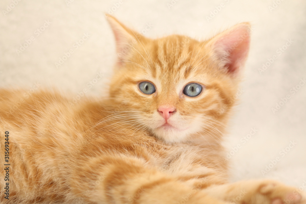 Beautiful little orange kitten Beautiful little orange kitten