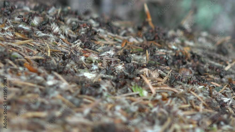 A close up view of ants that run around on top of an hill. A close up view of ants that run around on top of an hill.