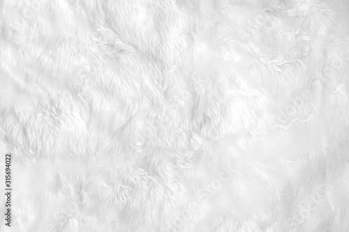 Closeup animal white wool sheep background in top view light natural detail, grey fluffy seamless cotton texture. Wrinkled lamb fur coat skin, rug mat raw material, fleece woolly textile concept photo