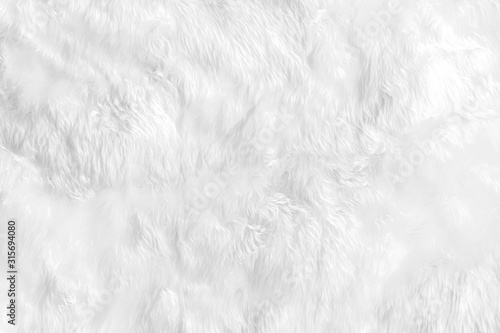 Photography Closeup animal white wool sheep background in top view light natural detail, grey fluffy seamless cotton texture