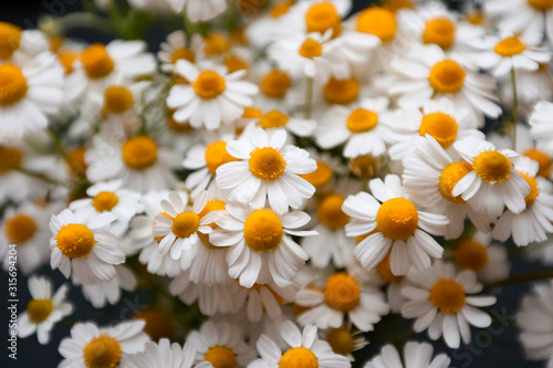 Small white daisies  floral background