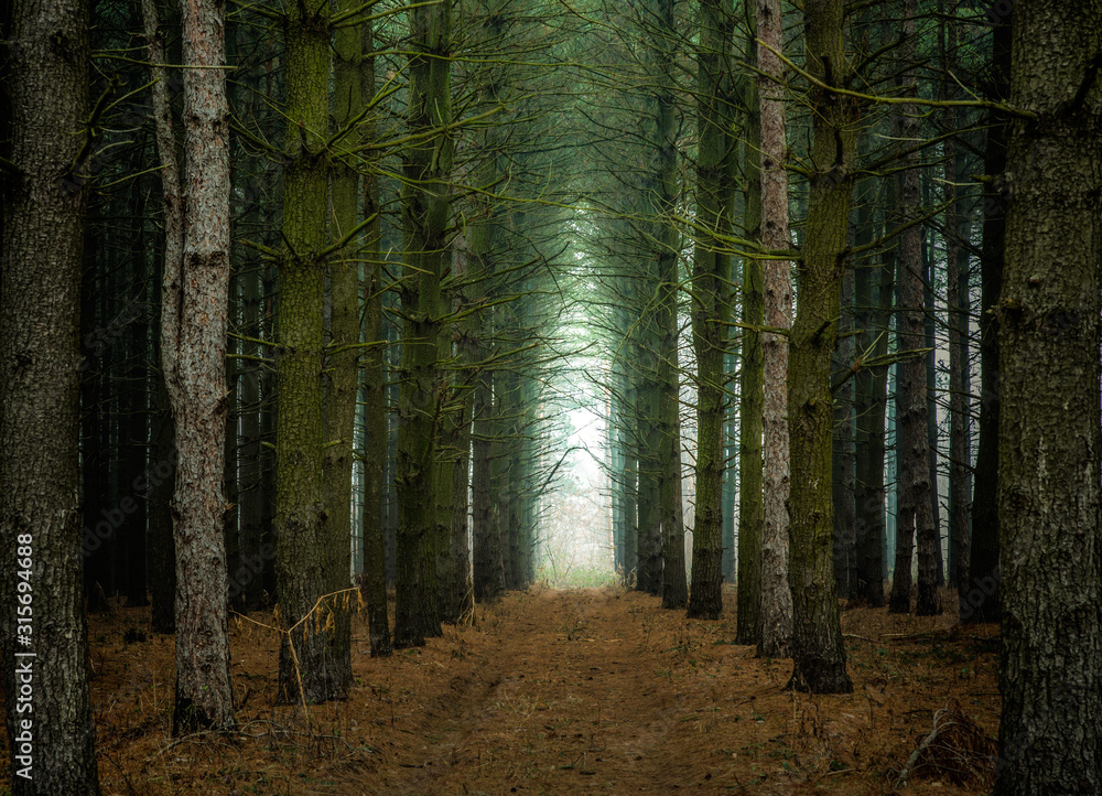 Obraz premium Pine forest