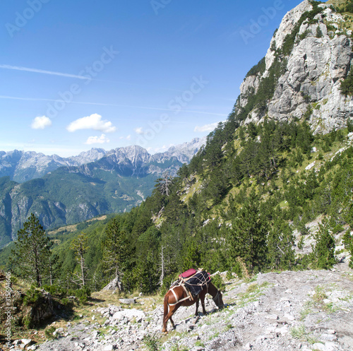 Grazing freight horse with pack-saddle loaded with suitcases of tourists on Vabona Pass in Valbona Valley National Park